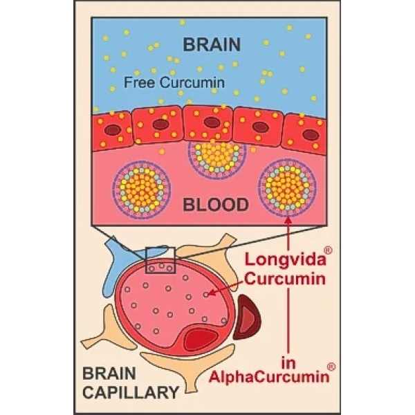 Alpha Curcumin blood brain diagram