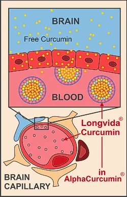 Alpha Curcumin blood brain diagram